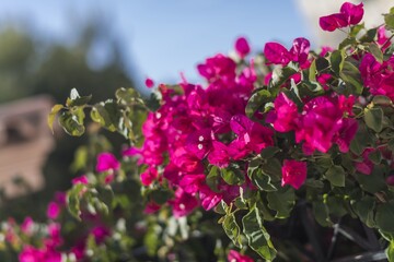 Flowering shrubs in Mallorca. Wonderful sunny weather, atmosphere.