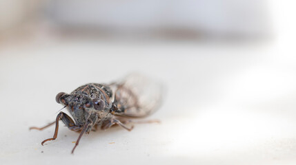 close-up cicada, macro cricket. animal
