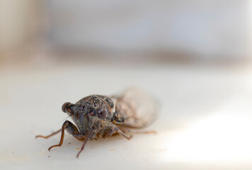 close-up cicada, macro cricket. animal