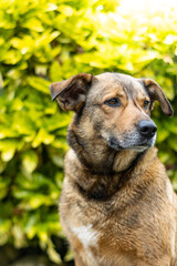 vertical portrait of a brown dog on sunny green nature background in summer