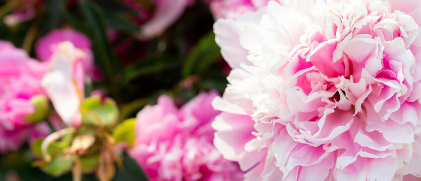 Pink peonies bouquet in the garden, floral photos outdoor, fresh bunch of peonies, peony flowers, florist shop