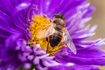 A bee sits on an aster. A bee insect collects nectar from flowers in summer - obrazy, fototapety, plakaty