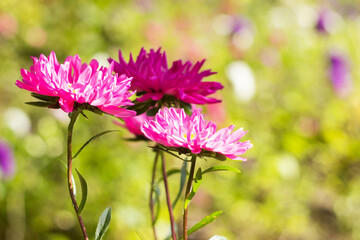 Obraz premium Pink asters bloom in the garden, background. Beautiful summer flowers on a sunny day