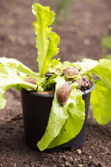 Pests snails eat salad in a pot among the garden. Invertebrates are pests of vegetables and fruits
