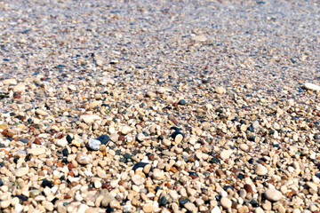 shells on beach