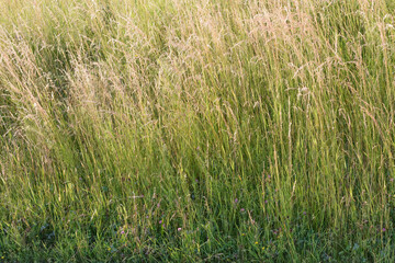 Tall grass with clover