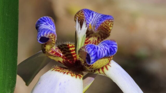 Extreme close-up on walking iris flower (Trimezia northiana, synonym Neomarica northiana) 