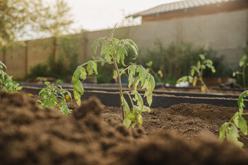 Young tomato seedlings planted in a garden bed inside a greenhouse in a village with selective focus. Home gardening and agriculture. farming as a small business