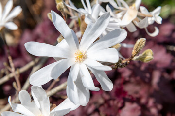 White magnolia flowers in bloom
