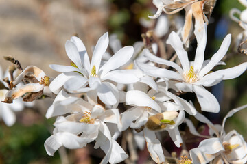 Magnolia flowers in bloom