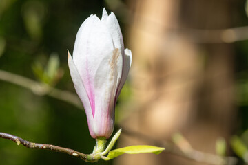 Close up of a white magnolia flower in bloom