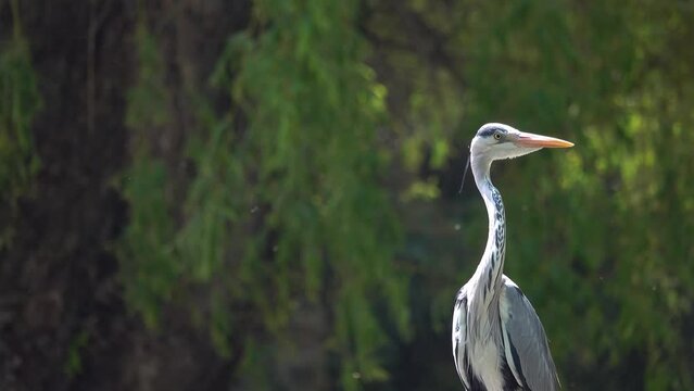 portrait gray heron (adea cinerea) opens its beak on a green background