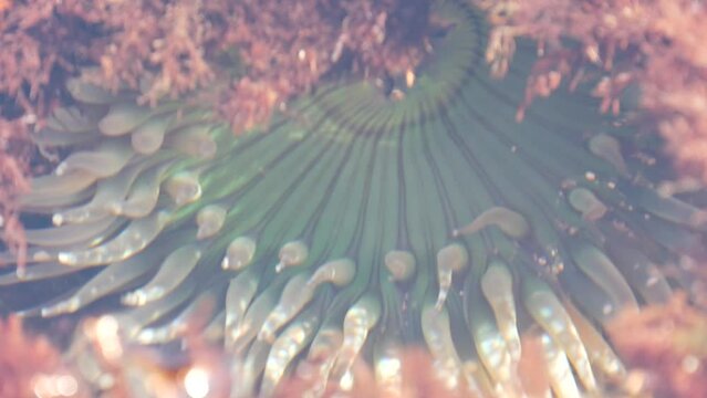 Sea anemone tentacles, tide pool water, anemones mouth macro. Tidepool wildlife, aquatic marine organism. Exotic actiniaria polyp animal underwater. Littoral intertidal zone fauna, California low tide