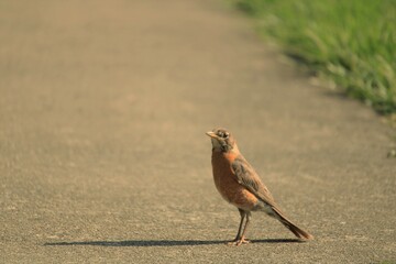 American robin on path.