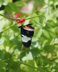butterfly on a flower
