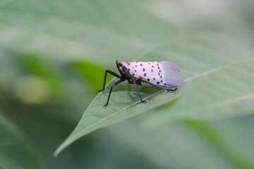 Spotted Lanternfly (Lycorma delicatula) in New York, United States. Invasive species. Sitting on a tree-of-heaven leaf (Ailanthus altissima).