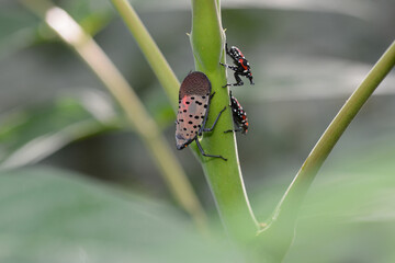 Spotted Lanternfly adult and nymphs (Lycorma delicatula) feeding on tree-of-heaven (Ailanthus) in...