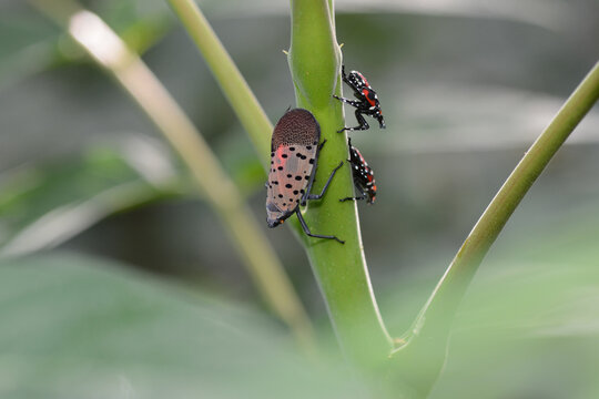 Spotted Lanternfly adult and nymphs (Lycorma delicatula) feeding on tree-of-heaven (Ailanthus) in Central Park, New York, USA, where this insect is an invasive species.
