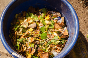 Photo of a pile of organic waste leaves and twigs from the garden in a black bucket during the day. Can be used to describe the initial steps of making organic fertilizer from crop residues.