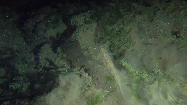 European perch hunting and hiding in the dark at a night dive in Switzerland 