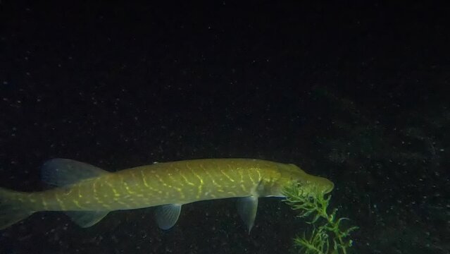 Northern pike hunting and hiding in the dark at a night dive in Switzerland 