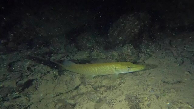 Northern pike hunting and hiding in the dark at a night dive in Switzerland 