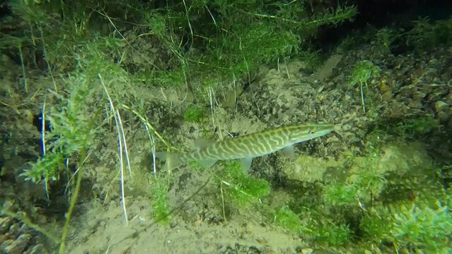 Northern pike hunting and hiding in the dark at a night dive in Switzerland 
