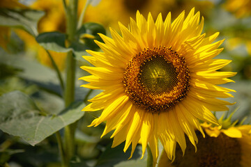 Beautiful sunflower on a sunny day with a natural background