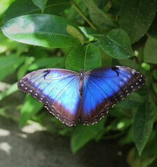 blue morpho butterfly 