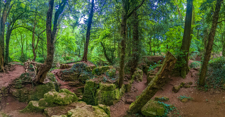 Puzzlewood, an ancient woodland near Coleford in the Royal Forest of Dean, Gloucestershire, UK.