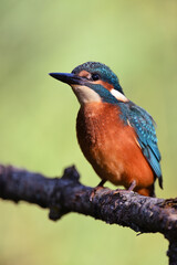 Eisvogel auf einem Ast