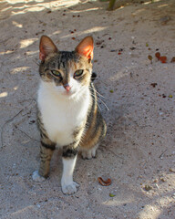 cat on the beach
