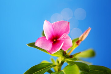 all year blooms colorful catharanthus roseus flower or vinka rosea known as barmasi flower in india 