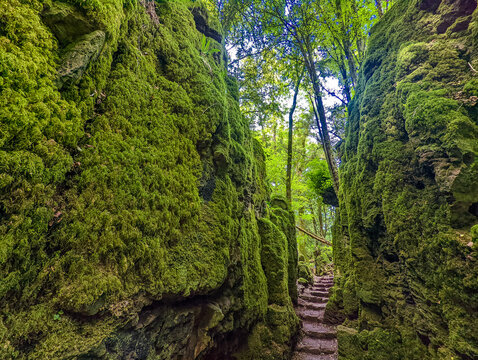 Puzzlewood, an ancient woodland near Coleford in the Royal Forest of Dean, Gloucestershire, UK.