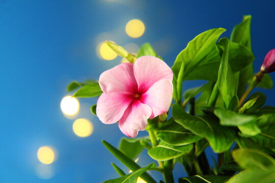 all year blooms colorful catharanthus roseus flower or vinka rosea known as barmasi flower in india 