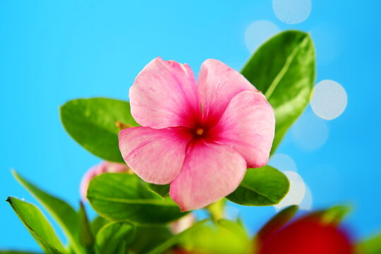 all year blooms colorful catharanthus roseus flower or vinka rosea known as barmasi flower in india 