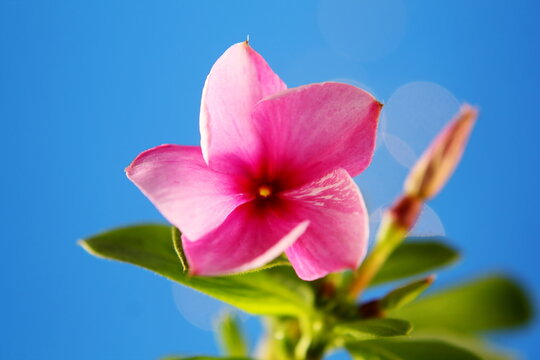 all year blooms colorful catharanthus roseus flower or vinka rosea known as barmasi flower in india 