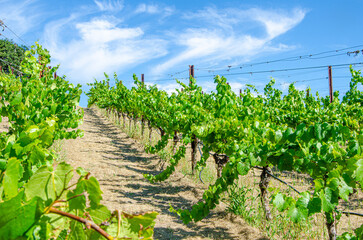 Fototapeta na wymiar Sunny afternoon in vineyard
