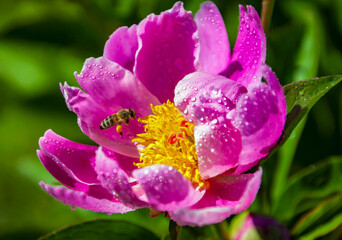 Flight of a honey bee over a beautiful blooming peony flower.