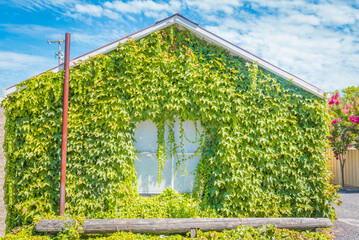 House with green wall made of plants