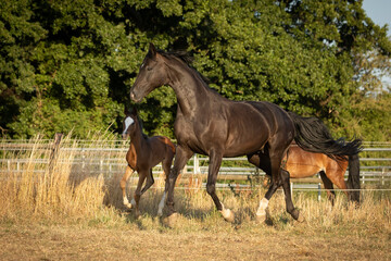 Obraz premium Stute mit Fohlen an Disteln