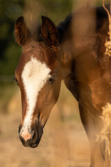Obraz premium Stute mit Fohlen an Disteln