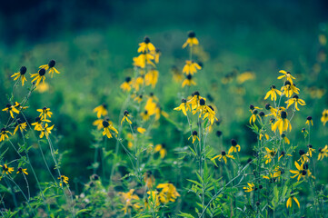 Fototapeta premium Yelow flowers in a field