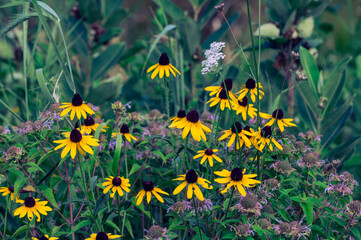 Yelow flowers in a field