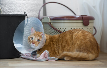 Naklejka premium Sad red cat after sterilization operation. Sad red cat after sterilization operation.