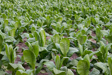 pole zielonych liści tytoniu zielone uprawa świeży palić papieros tytoń - obrazy, fototapety, plakaty