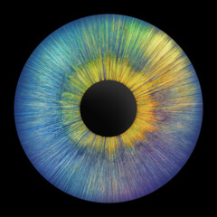Iris of the eye. Human iris. Eye illustration.