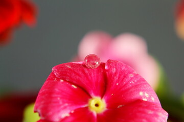 all year blooms colorful catharanthus roseus flower or vinka rosea known as barmasi flower in india with waterdrop,closeup 
