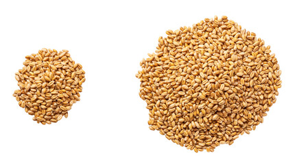 organic wheat isolated on white background top view. Pile organic wheat isolated on white background top view.
