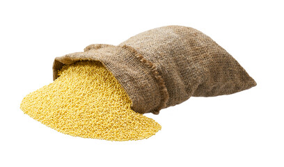 Organic grains of millet in sack isolated on white background. Millet yellow grains are scattered out of the bag.